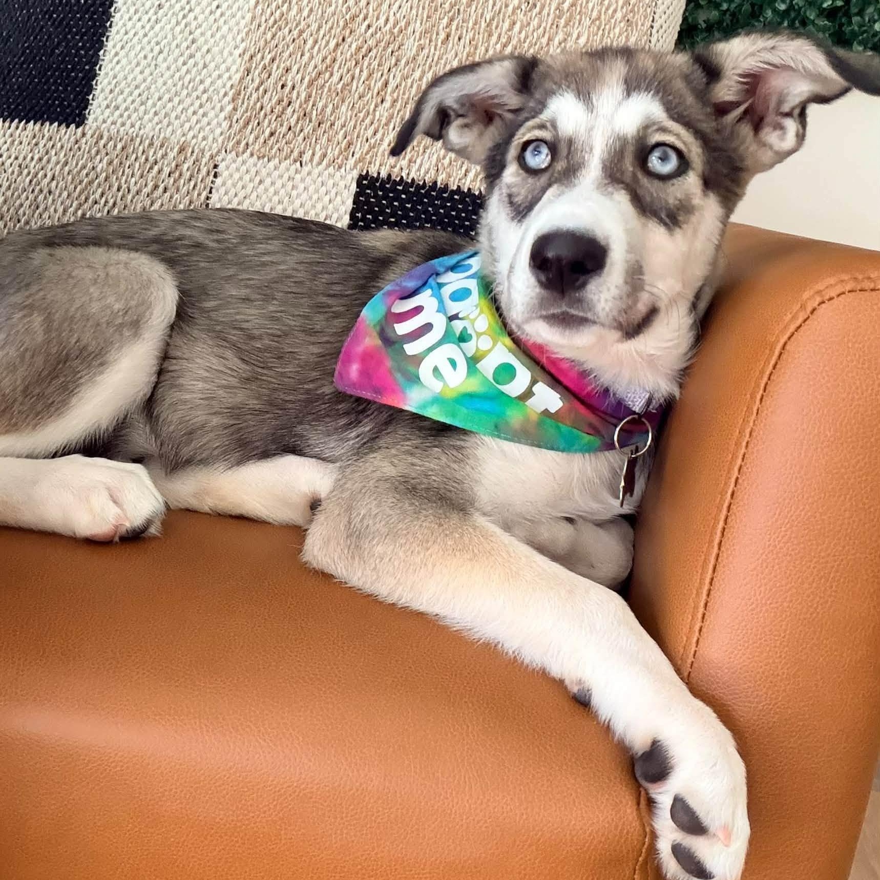 Bella, Adoptable, Puppy Female Husky.