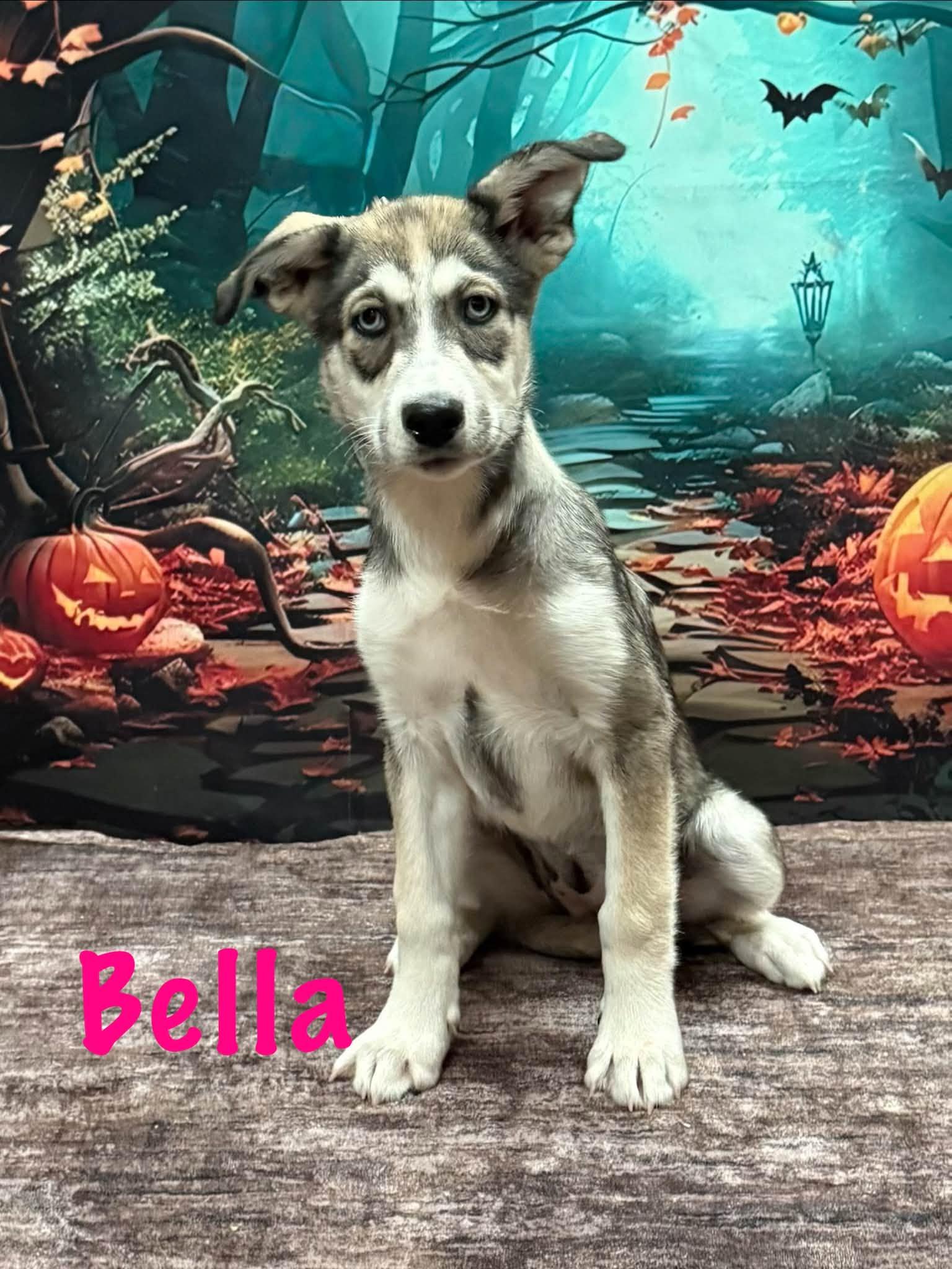 Enlarge Bella, a Adoptable mixed breed in Albany, NY image 4/5