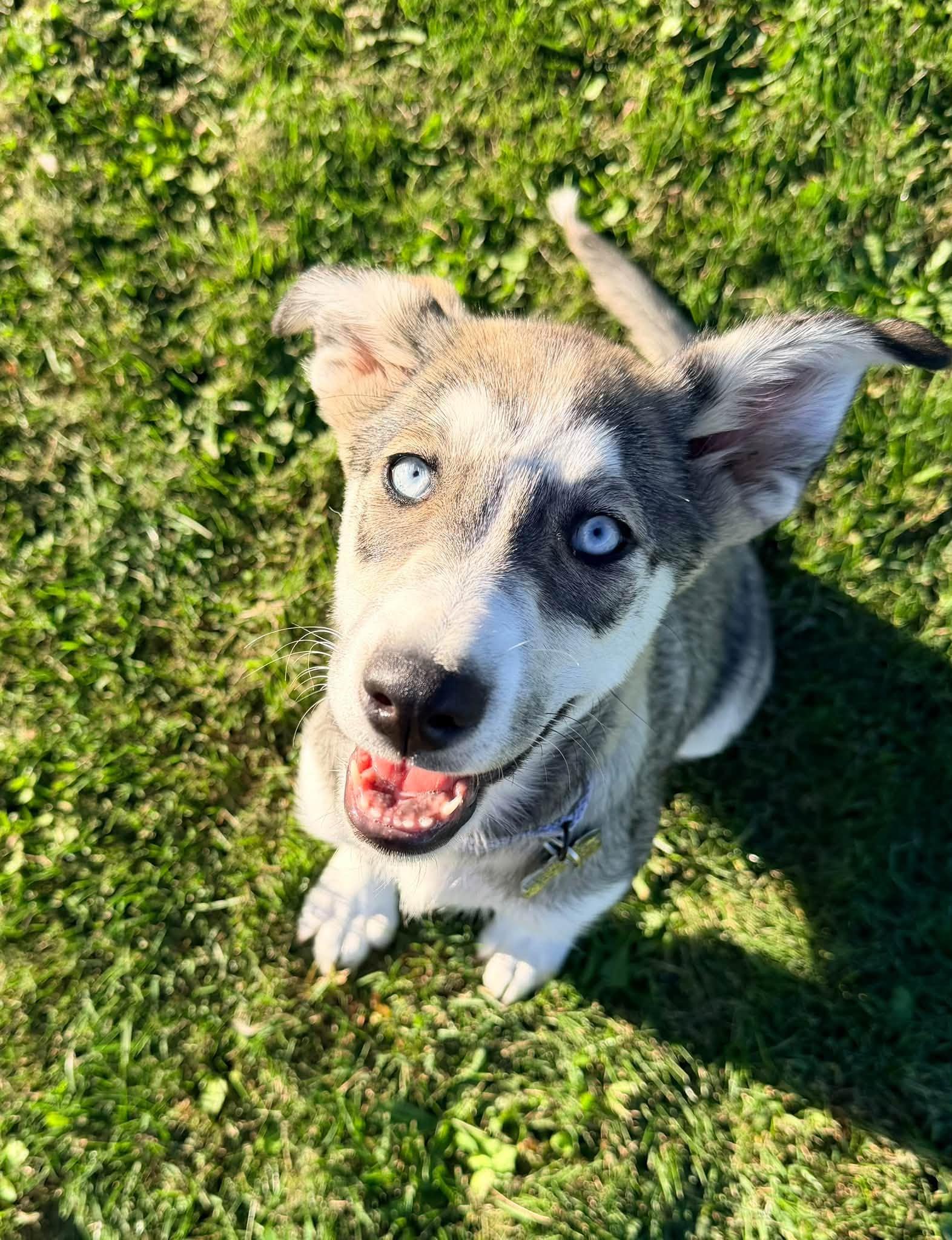 Enlarge Bella, a Adoptable mixed breed in Albany, NY image 3/5