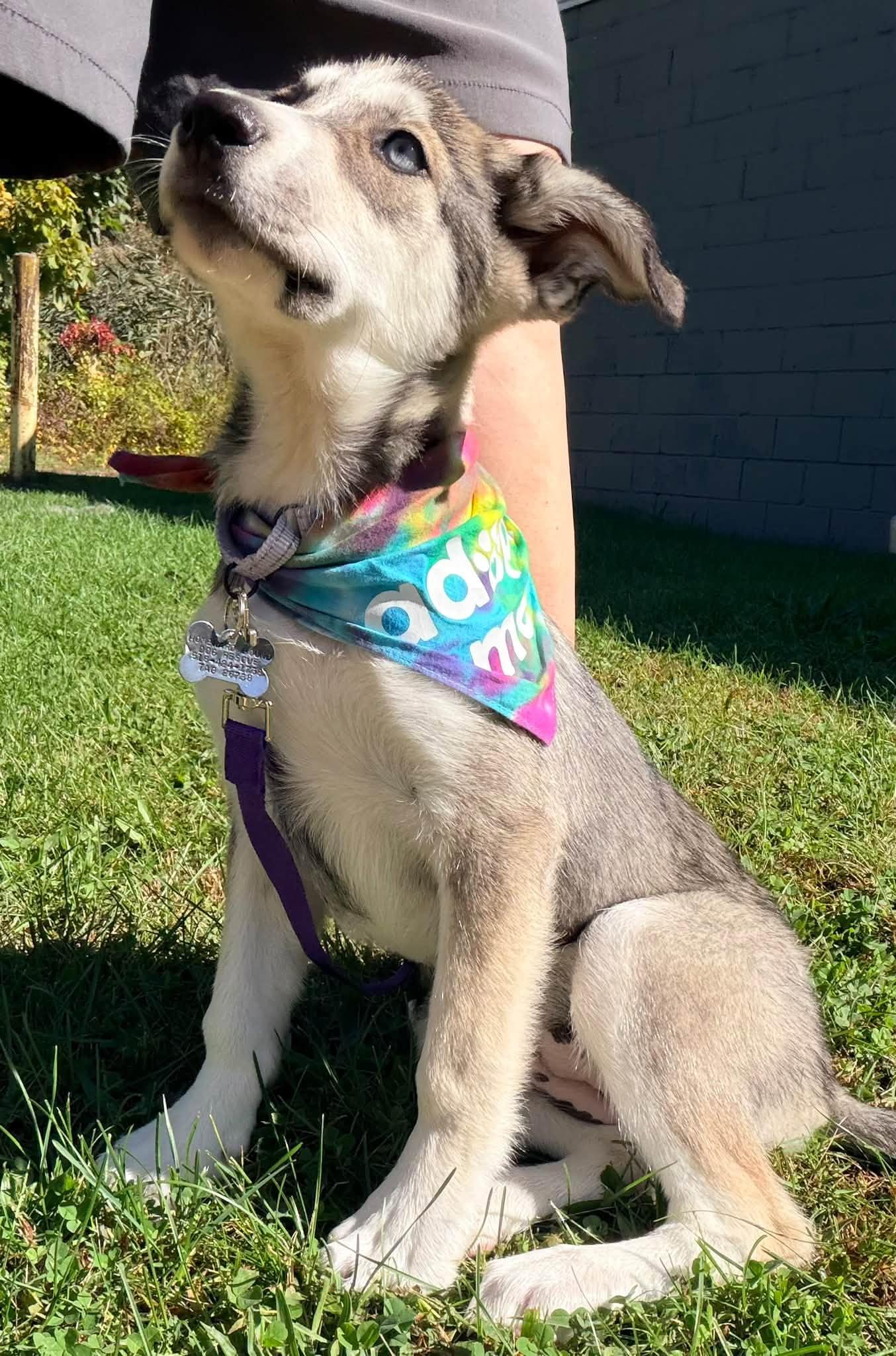 Enlarge Bella, a Adoptable mixed breed in Albany, NY image 2/5