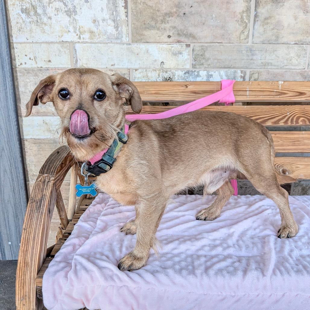 Enlarge Scooby Doo, a Adoptable mixed breed in Chico, CA image 1/4