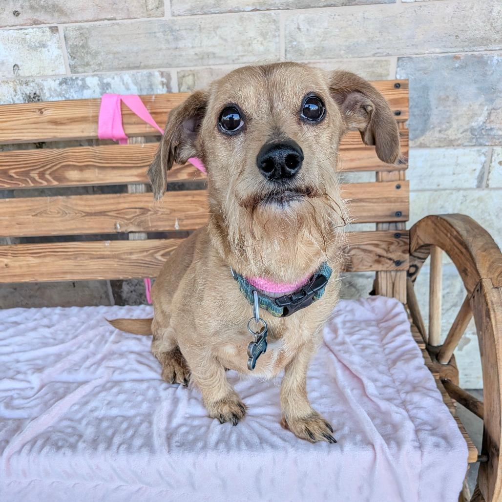 Enlarge Scooby Doo, a Adoptable mixed breed in Chico, CA image 2/4