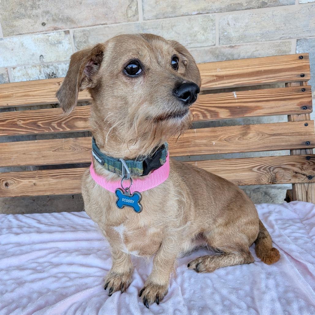 Enlarge Scooby Doo, a Adoptable mixed breed in Chico, CA image 3/4