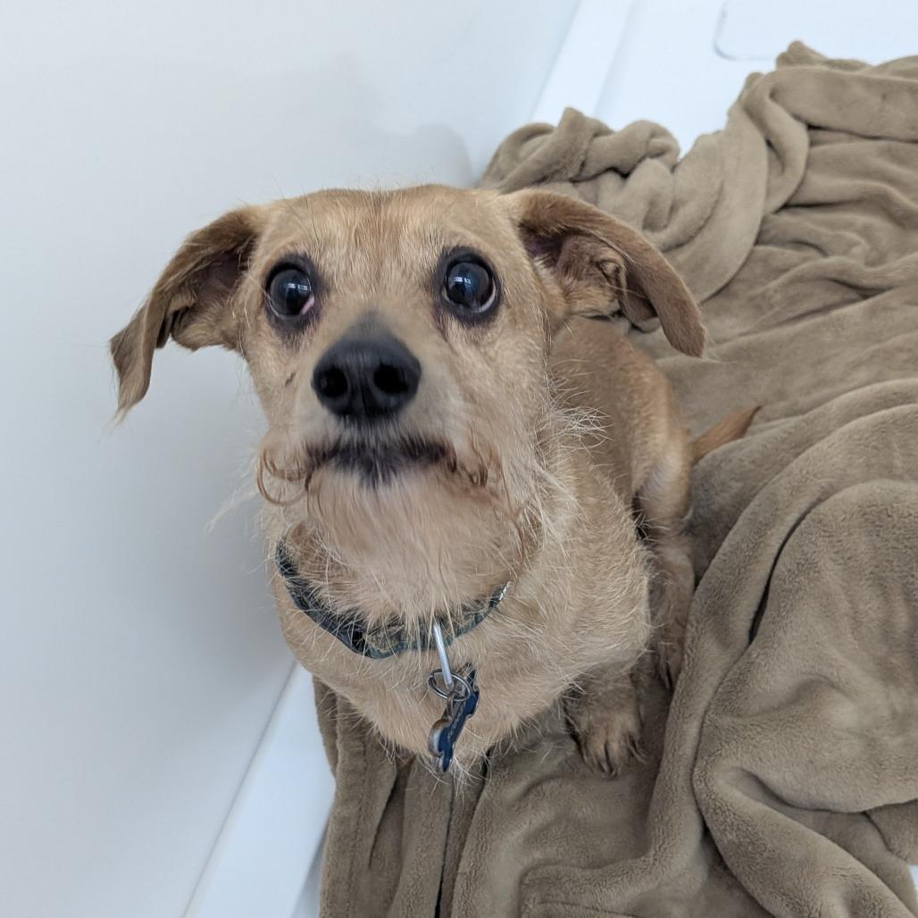 Enlarge Scooby Doo, a Adoptable mixed breed in Chico, CA image 4/4