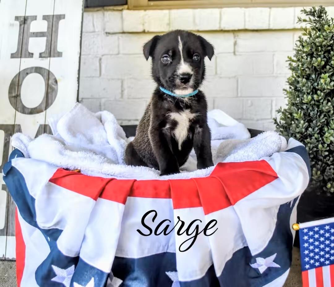 Enlarge Sarge, a Adoptable mixed breed in Spring hill, TN image 3/5