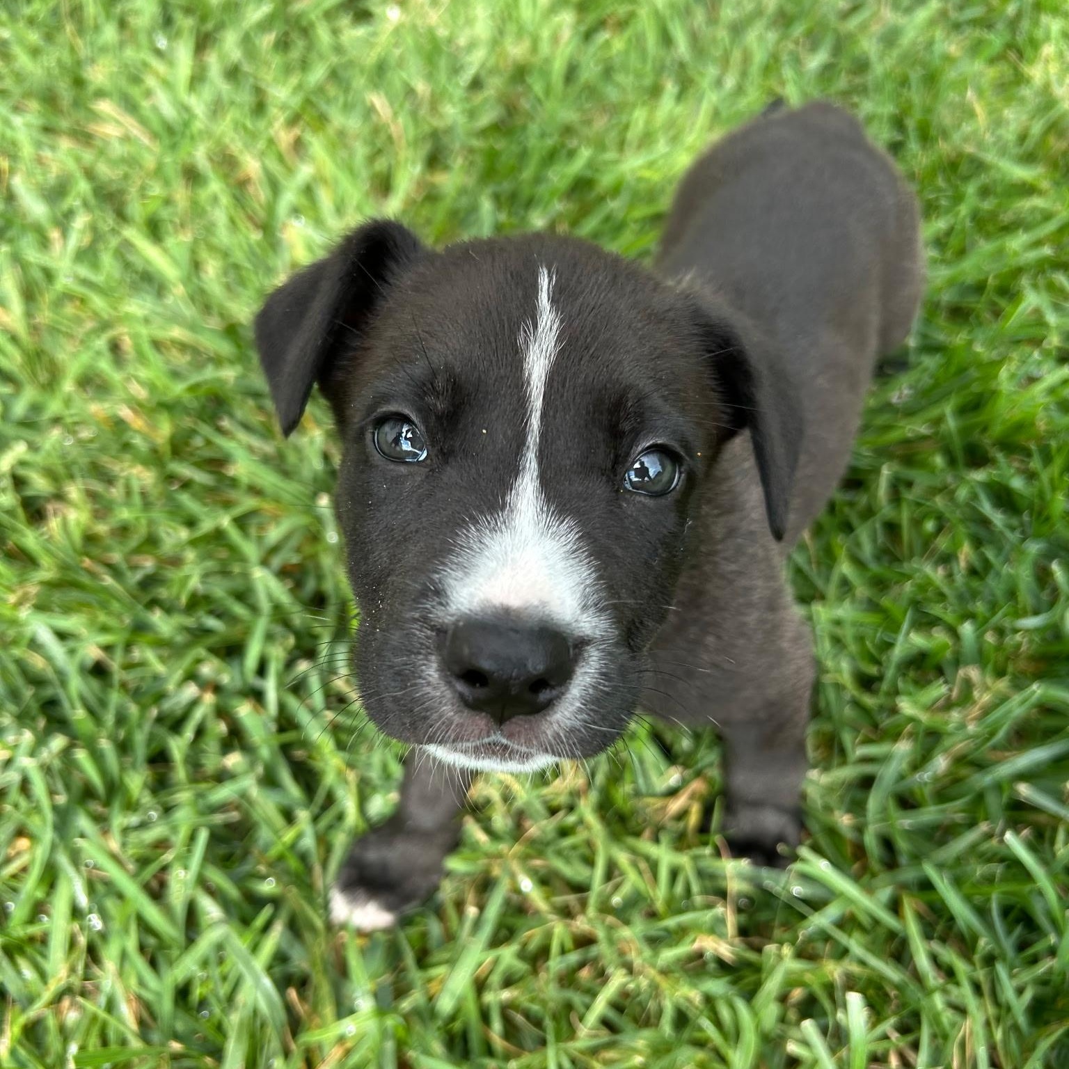 Enlarge Sarge, a Adoptable mixed breed in Spring hill, TN image 5/5
