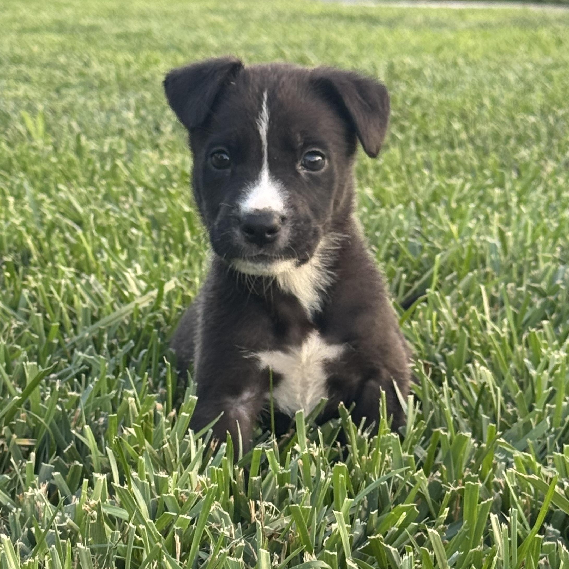 Sarge, Adoptable, Puppy Male German Shepherd Dog.