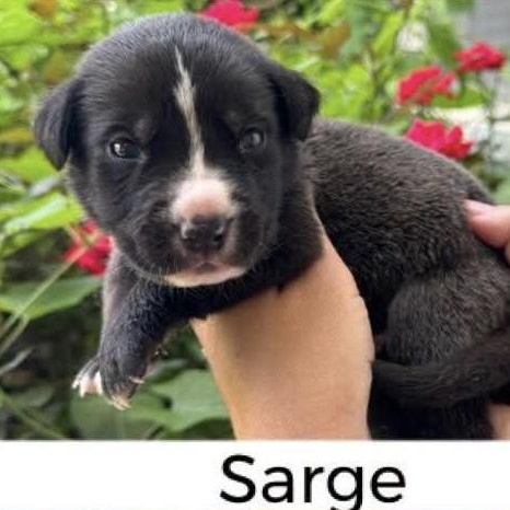 Enlarge Sarge, a Adoptable mixed breed in Spring hill, TN image 4/5