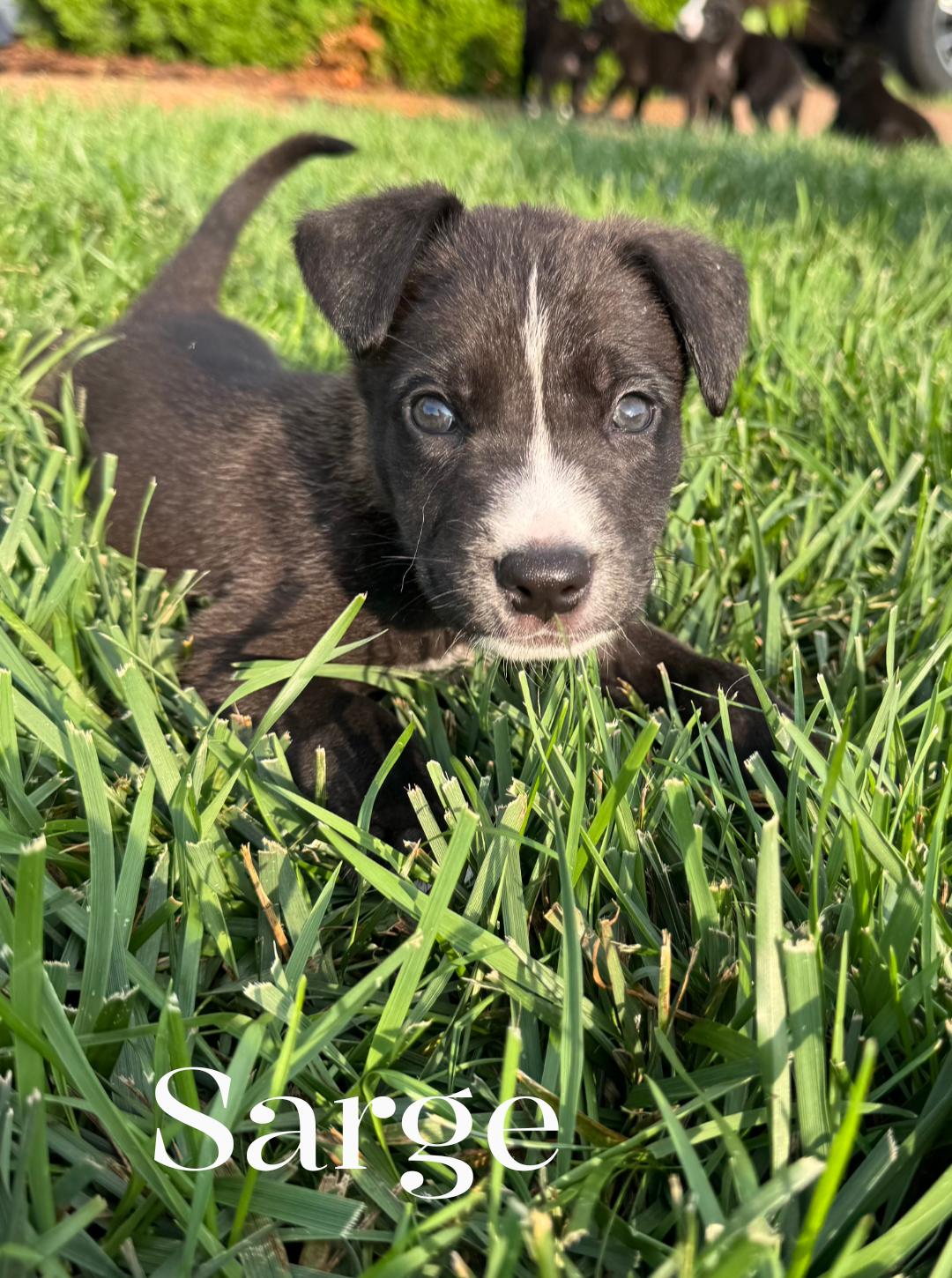 Enlarge Sarge, a Adoptable mixed breed in Spring hill, TN image 2/5