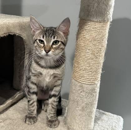 Maple, Adoptable, Kitten Female Domestic Short Hair & Domestic Short Hair.