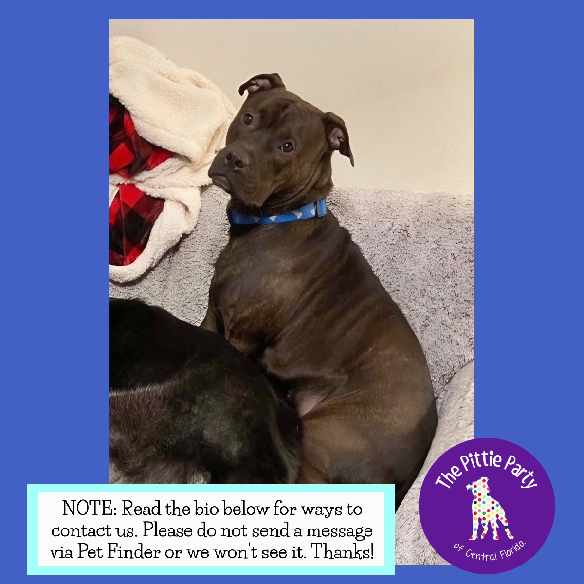 Enlarge Koda, a Adoptable Mixed Breed in Kissimmee, FL image 2/4