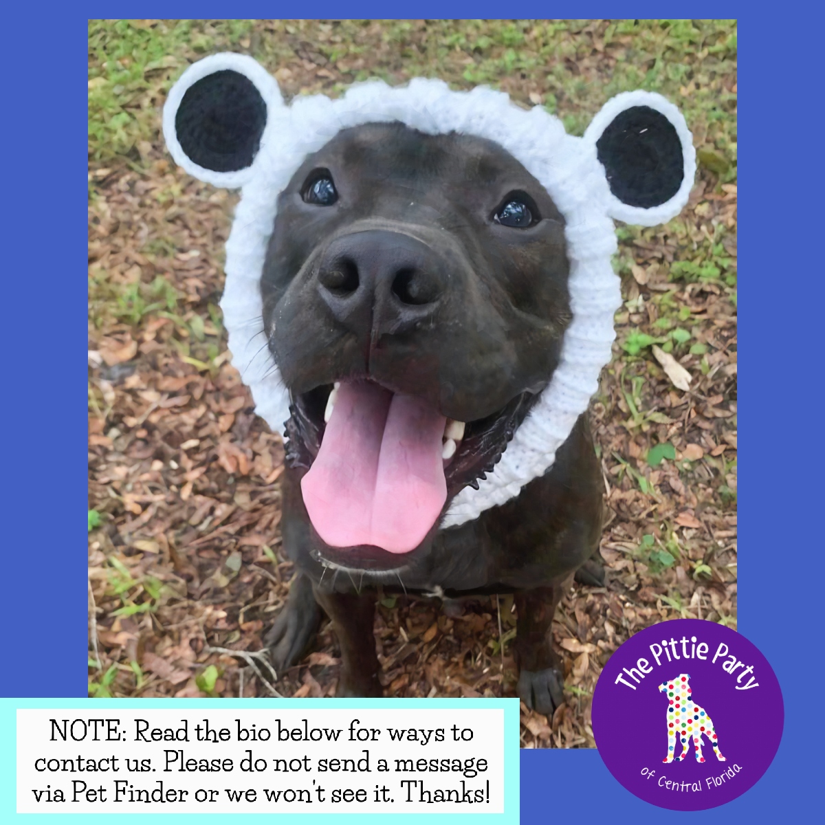 Koda, Adoptable, Adult Male Mixed Breed.