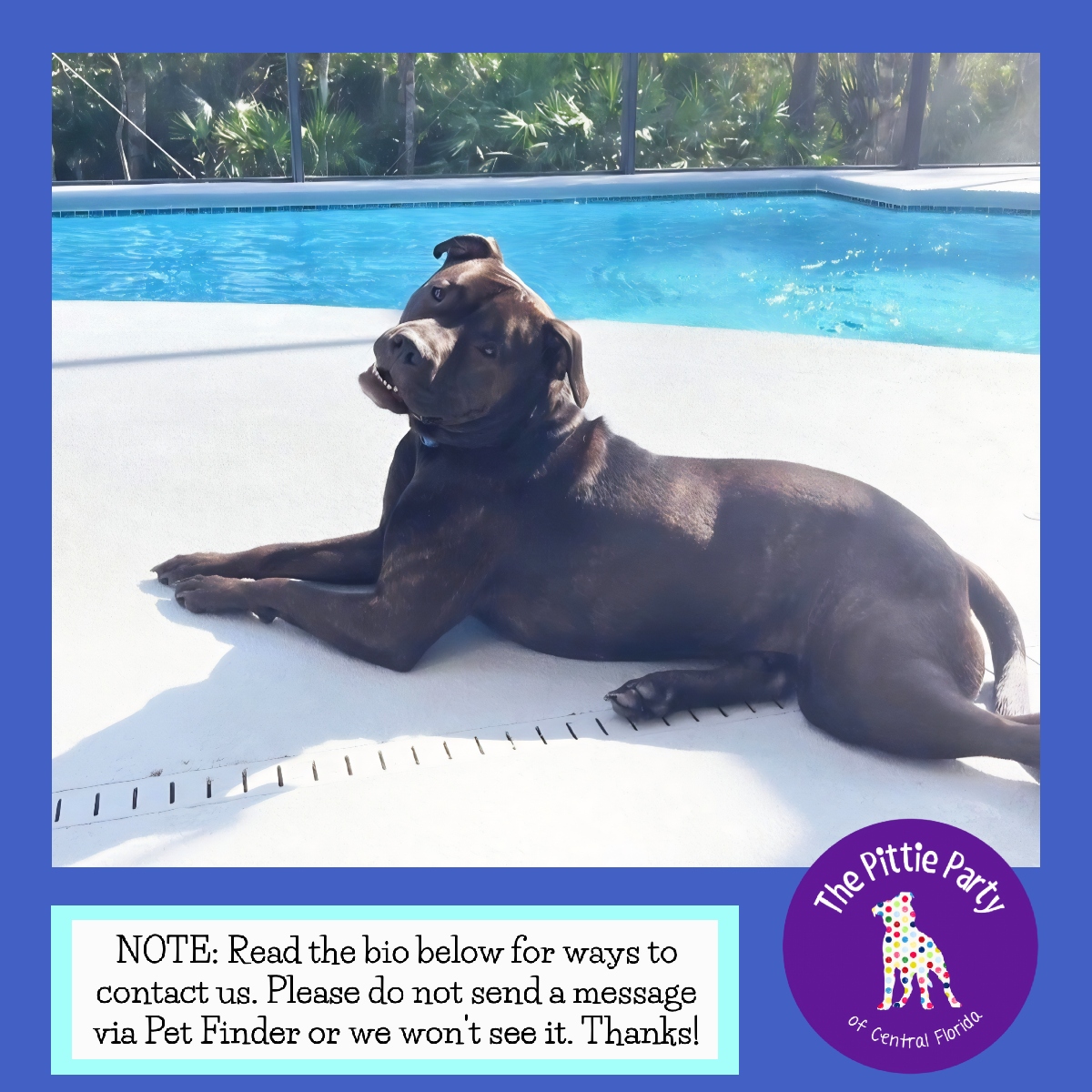 Enlarge Koda, a Adoptable Mixed Breed in Kissimmee, FL image 3/4