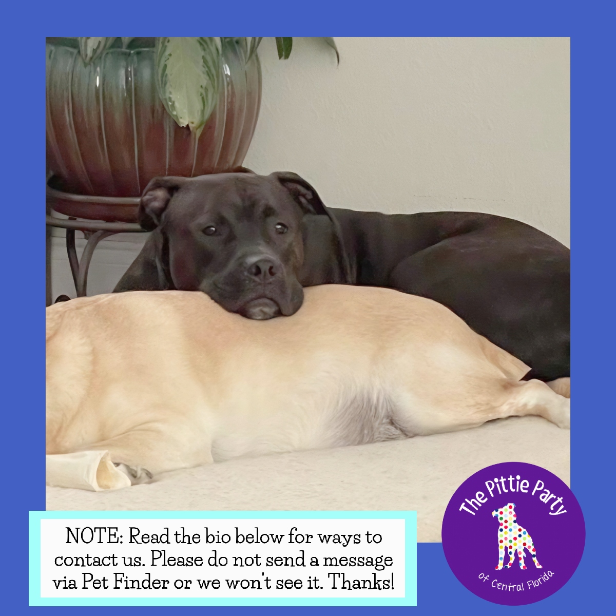 Enlarge Koda, a Adoptable Mixed Breed in Kissimmee, FL image 4/4