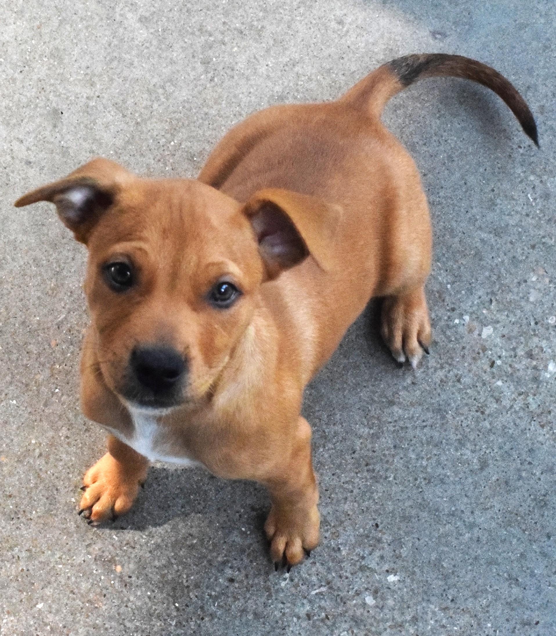 22555, adopted, Puppy Male Pit Bull Terrier.