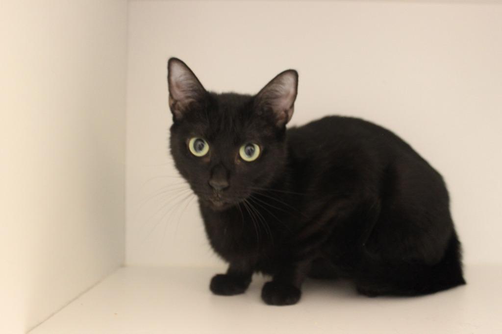 Enlarge Fantastic Four, a Adoptable mixed breed in New Braunfels, TX image 2/3