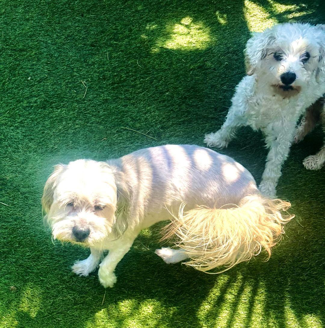 Rolo, an adoptable Maltipoo in Hesperia, CA, 92340 | Photo Image 6
