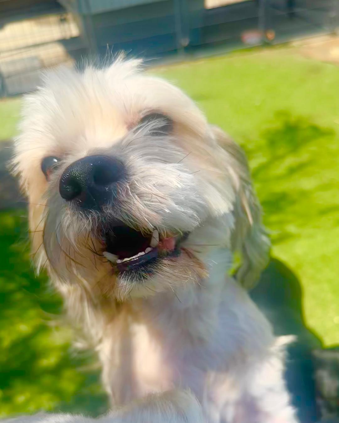 Rolo, an adoptable Maltipoo in Hesperia, CA, 92340 | Photo Image 5