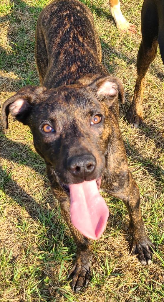 Spud, Adoptable, Puppy Male Pit Bull Terrier & Boxer.