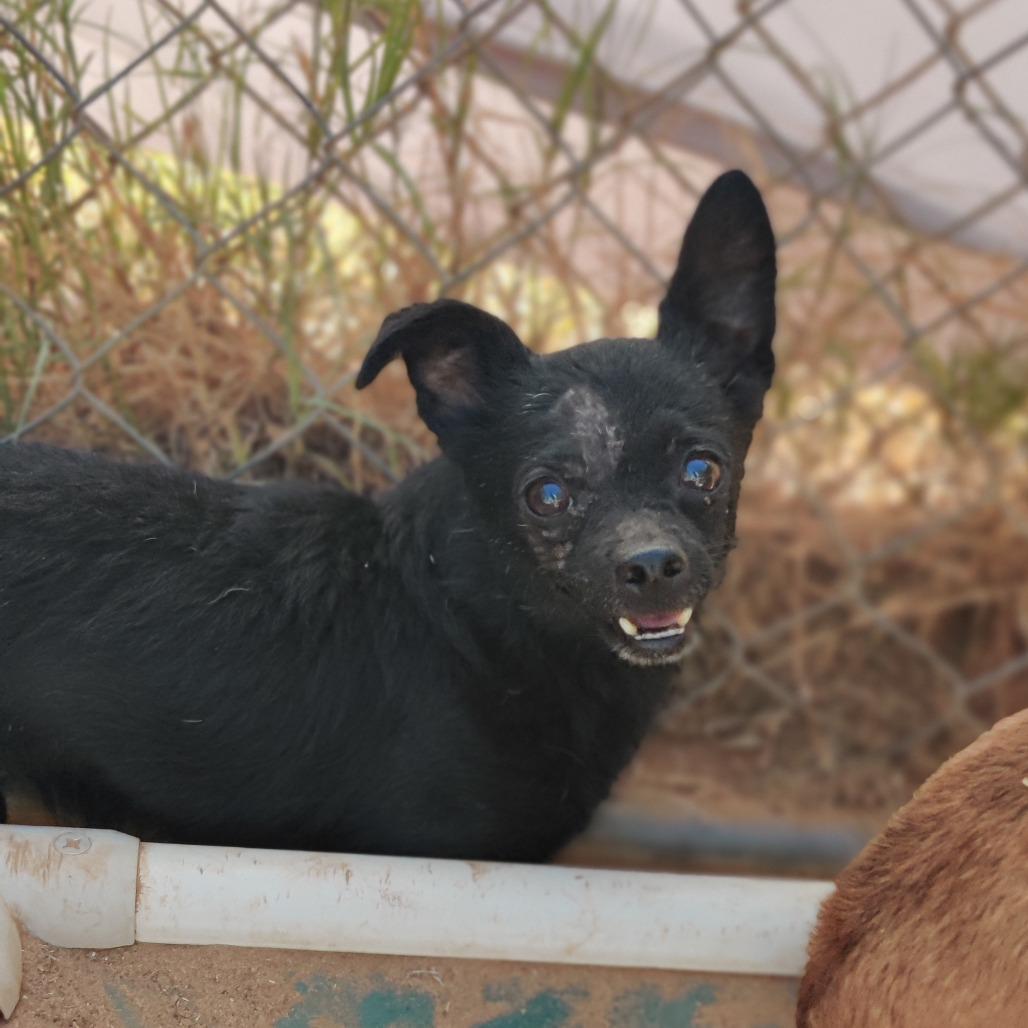 Chasez, Adoptable, Senior Male Chihuahua.