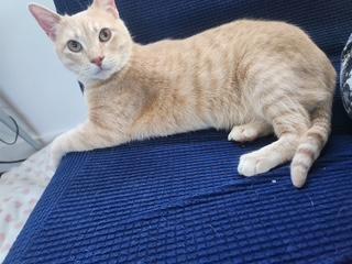 Ladybird , adopted, Adult Female American Shorthair.