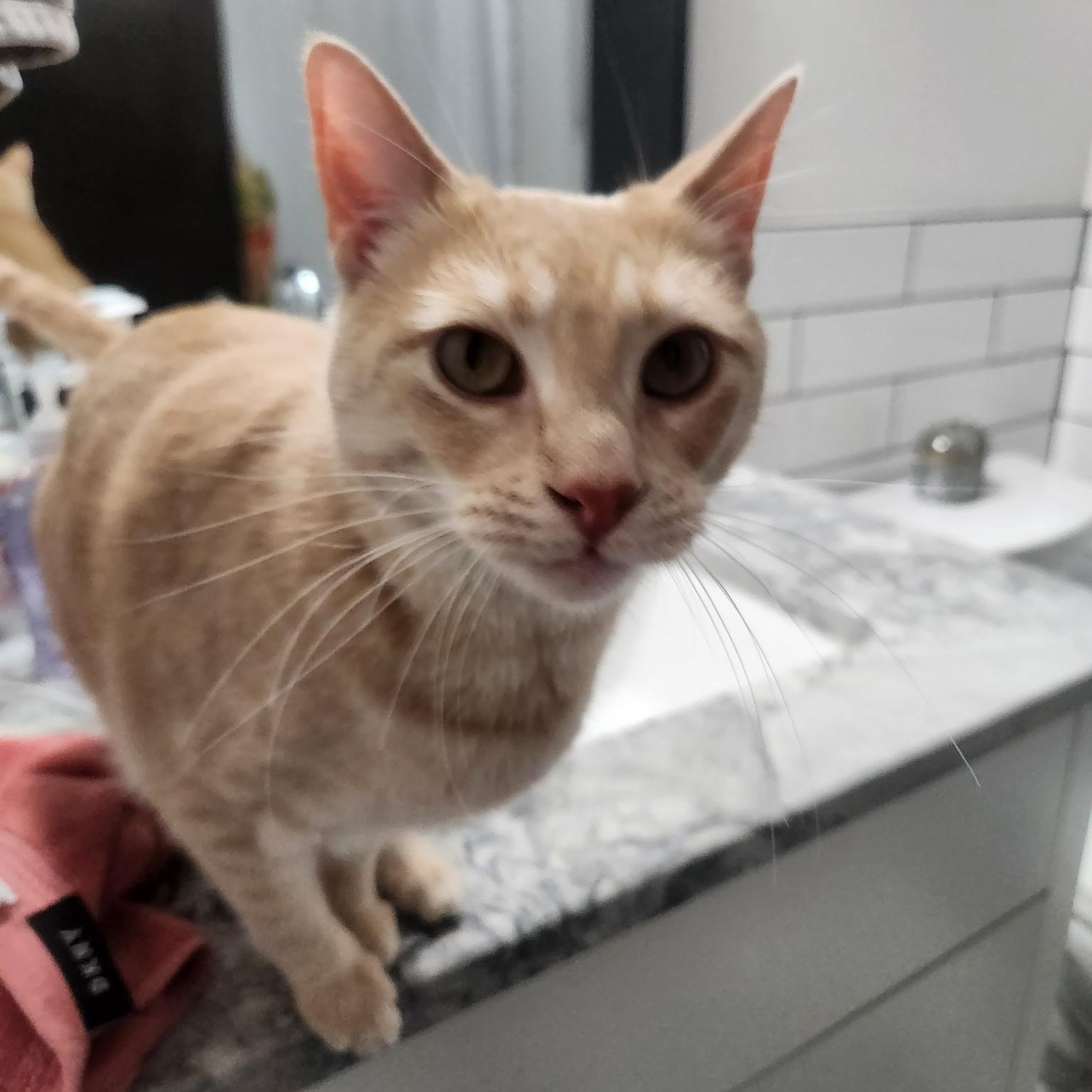 Ladybird , an adopted American Shorthair in Austin, TX image 2/2