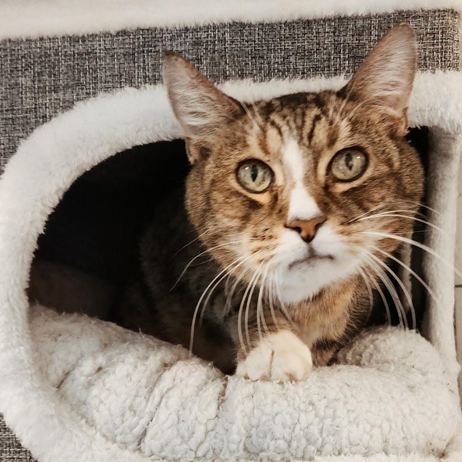 Freddy, Adoptable, Senior Male Manx.