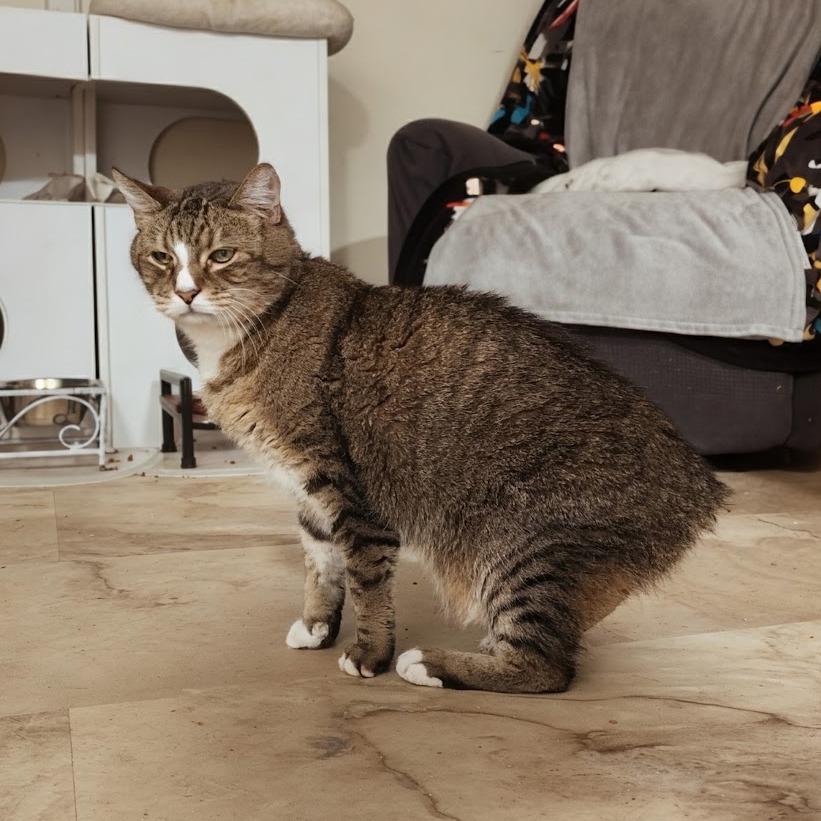 Enlarge Freddy, a Adoptable Manx in Toms Brook, VA image 2/4