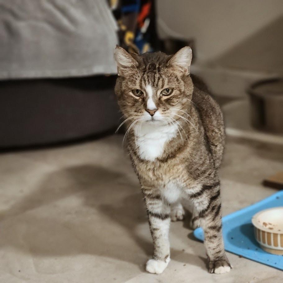 Enlarge Freddy, a Adoptable Manx in Toms Brook, VA image 3/4