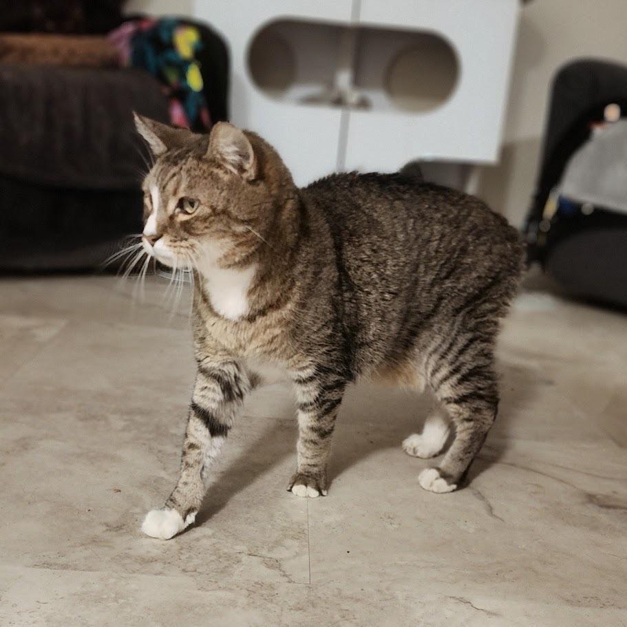 Enlarge Freddy, a Adoptable Manx in Toms Brook, VA image 4/4