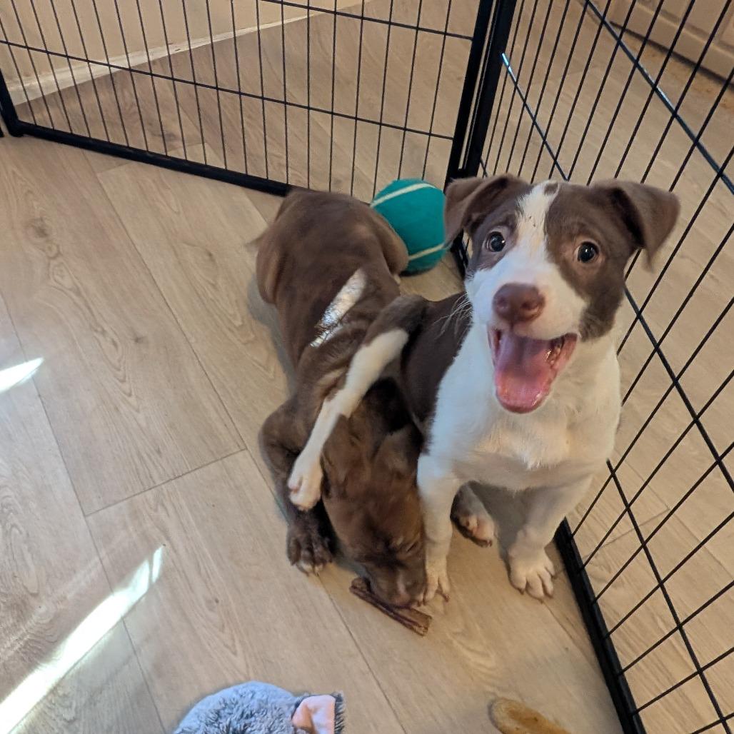 Enlarge Dergs, a Adoptable Mixed Breed in Fredericksburg, VA image 1/4