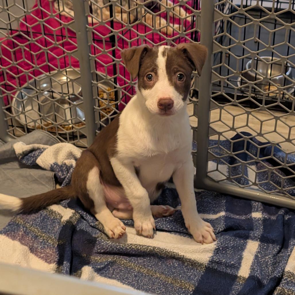 Enlarge Dergs, a Adoptable Mixed Breed in Fredericksburg, VA image 2/4