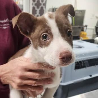 Enlarge Dergs, a Adoptable Mixed Breed in Fredericksburg, VA image 3/4