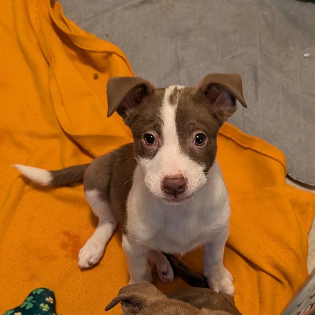 Enlarge Dergs, a Adoptable Mixed Breed in Fredericksburg, VA image 4/4