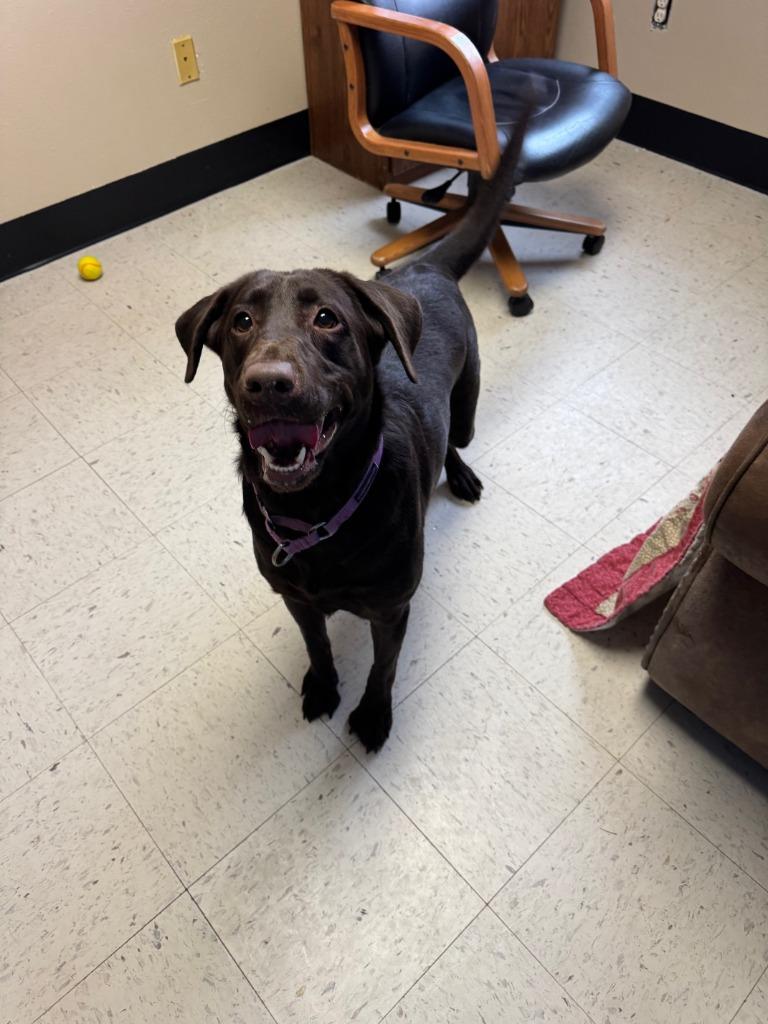 Bailey, Adoptable, Young Female Labrador Retriever.