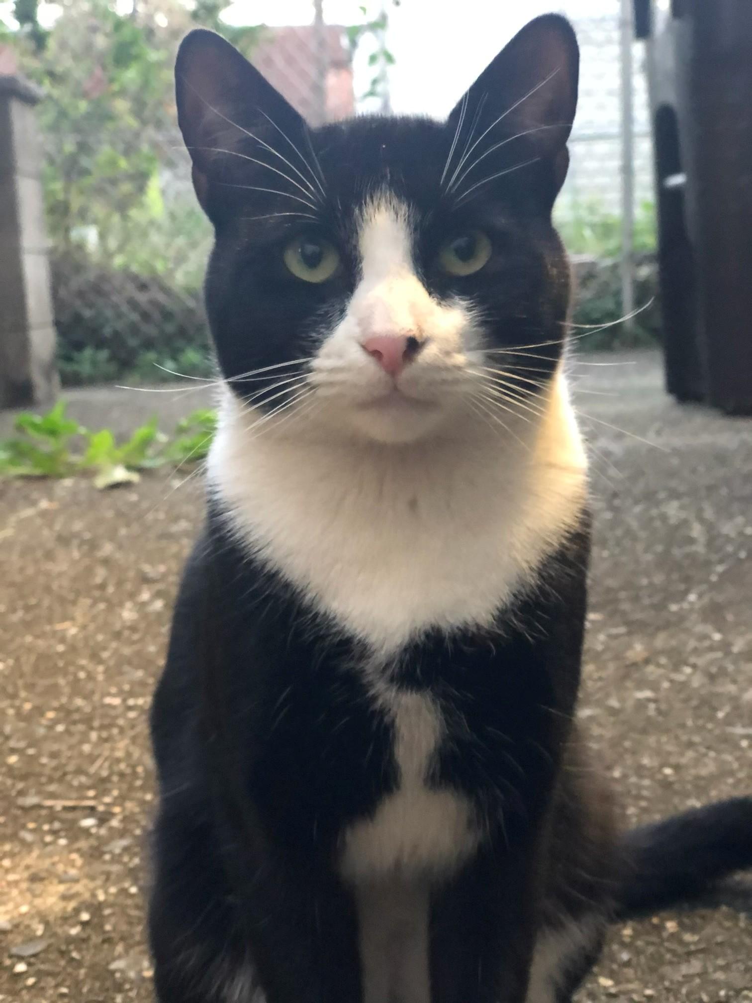 Enlarge Mr. Pink, a Adoptable Tuxedo in Closter, NJ image 2/2