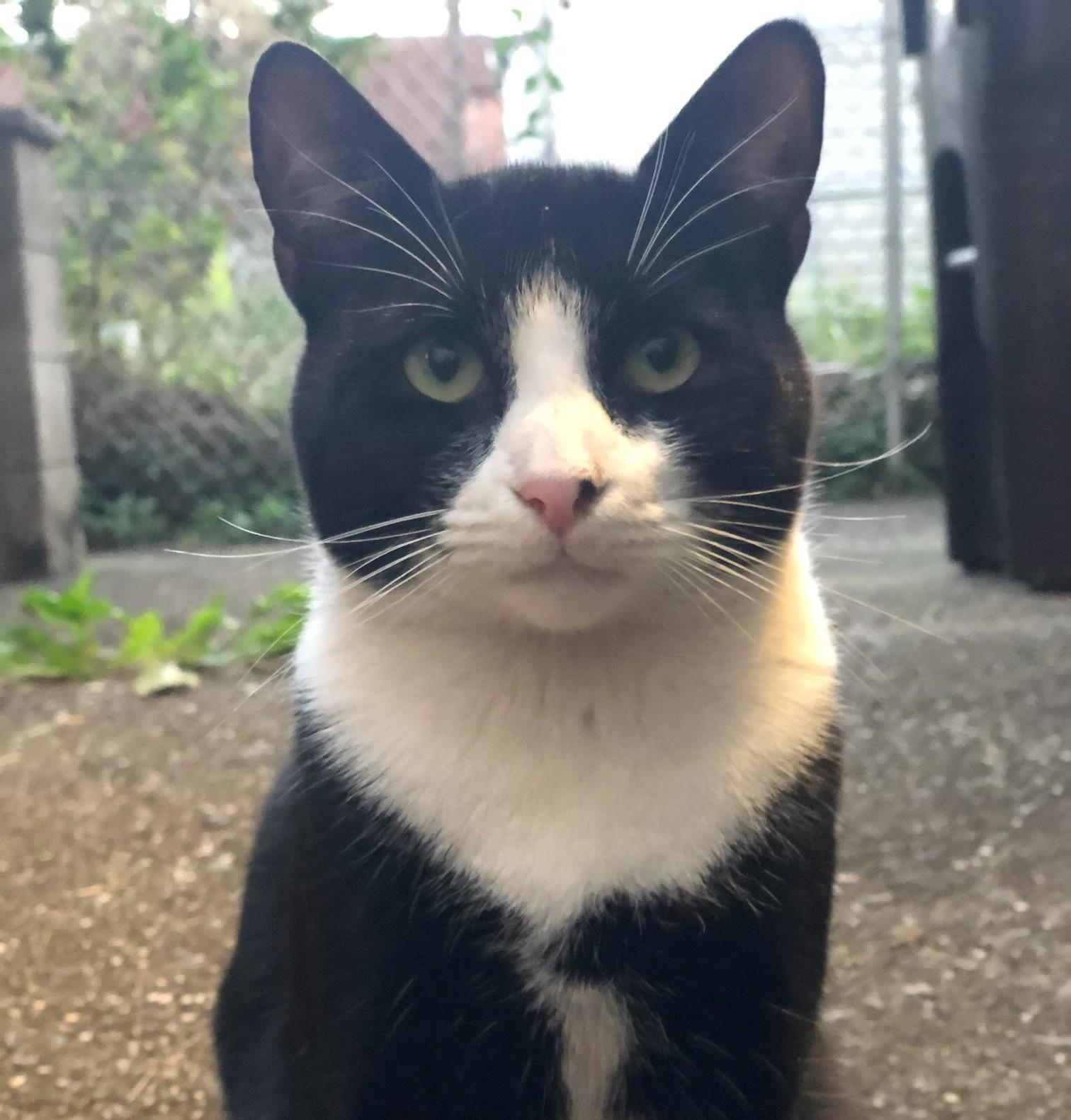 Mr. Pink, Adoptable, Young Male Tuxedo.