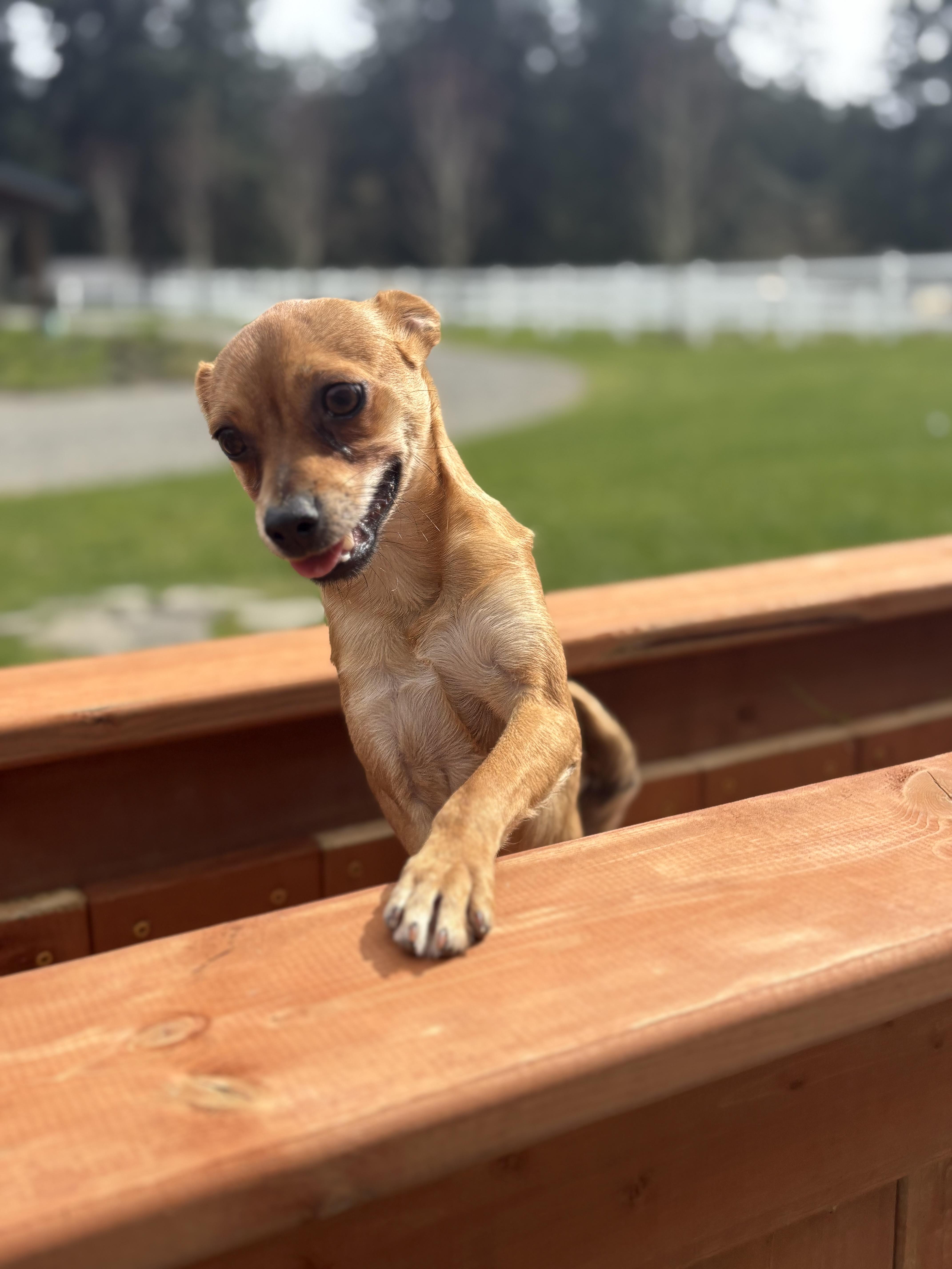 Enlarge Frankie, a Adoptable mixed breed in Gig Harbor, WA image 1/6