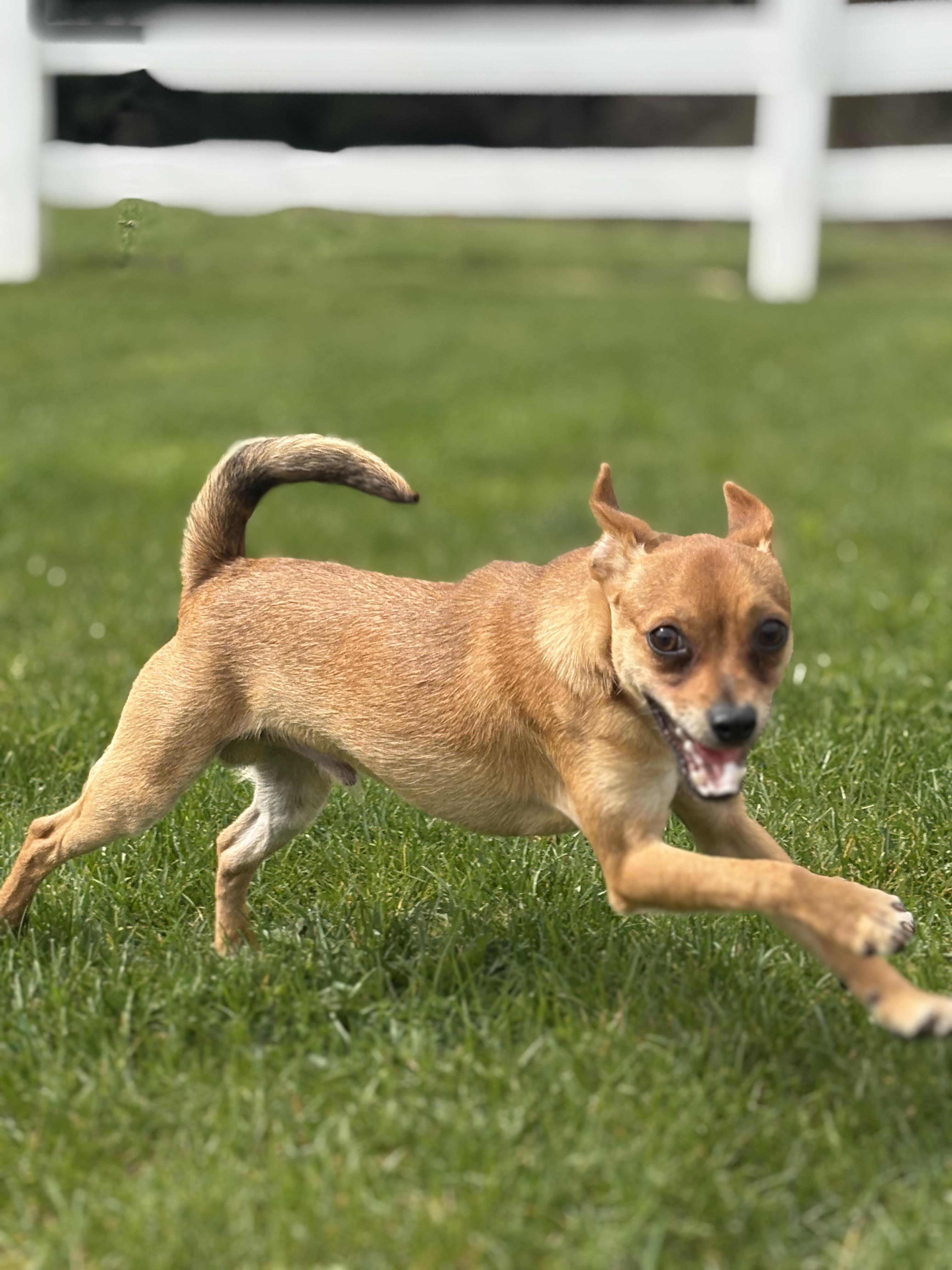 Enlarge Frankie, a Adoptable mixed breed in Gig Harbor, WA image 2/6