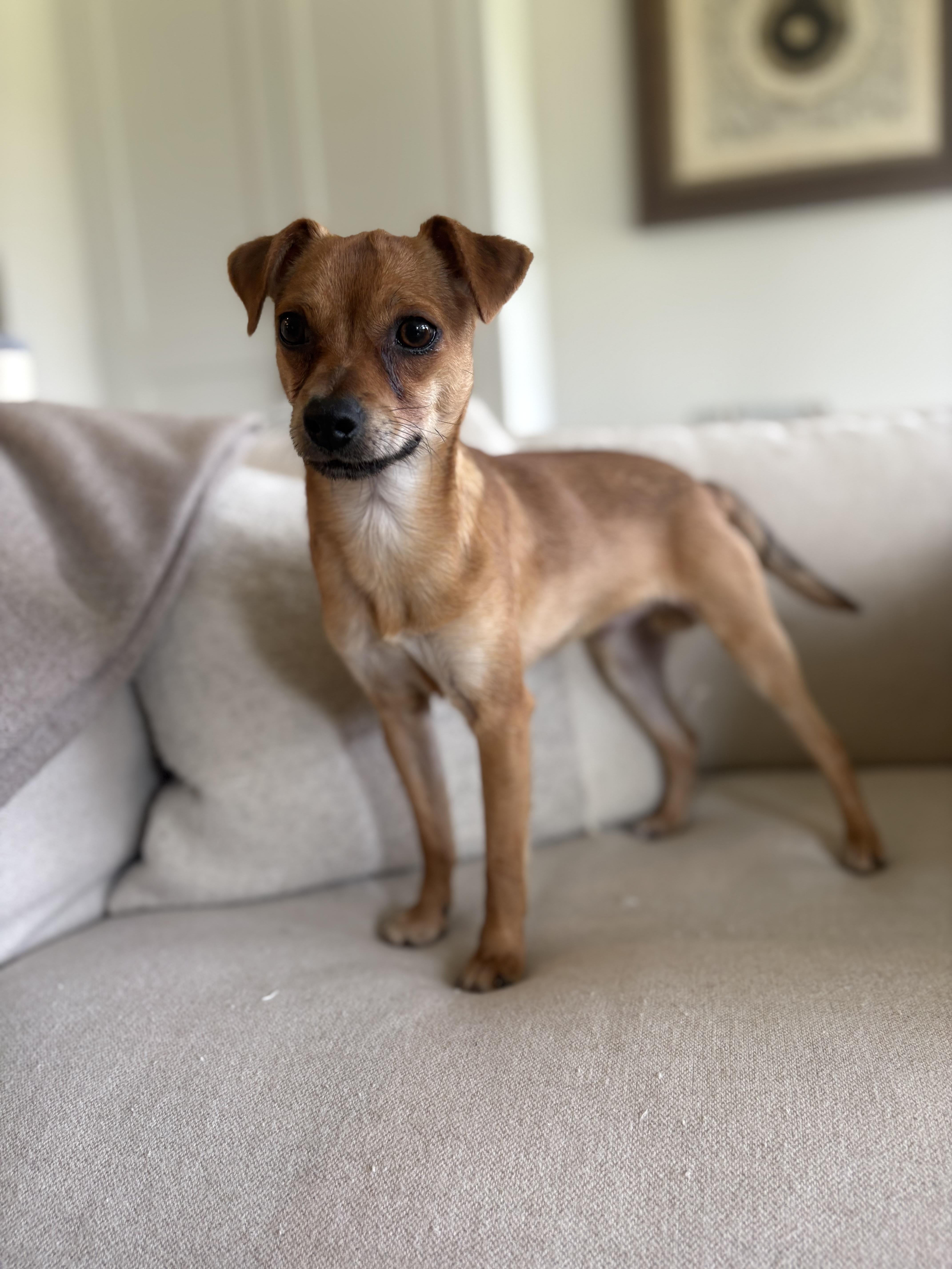 Enlarge Frankie, a Adoptable mixed breed in Gig Harbor, WA image 3/6