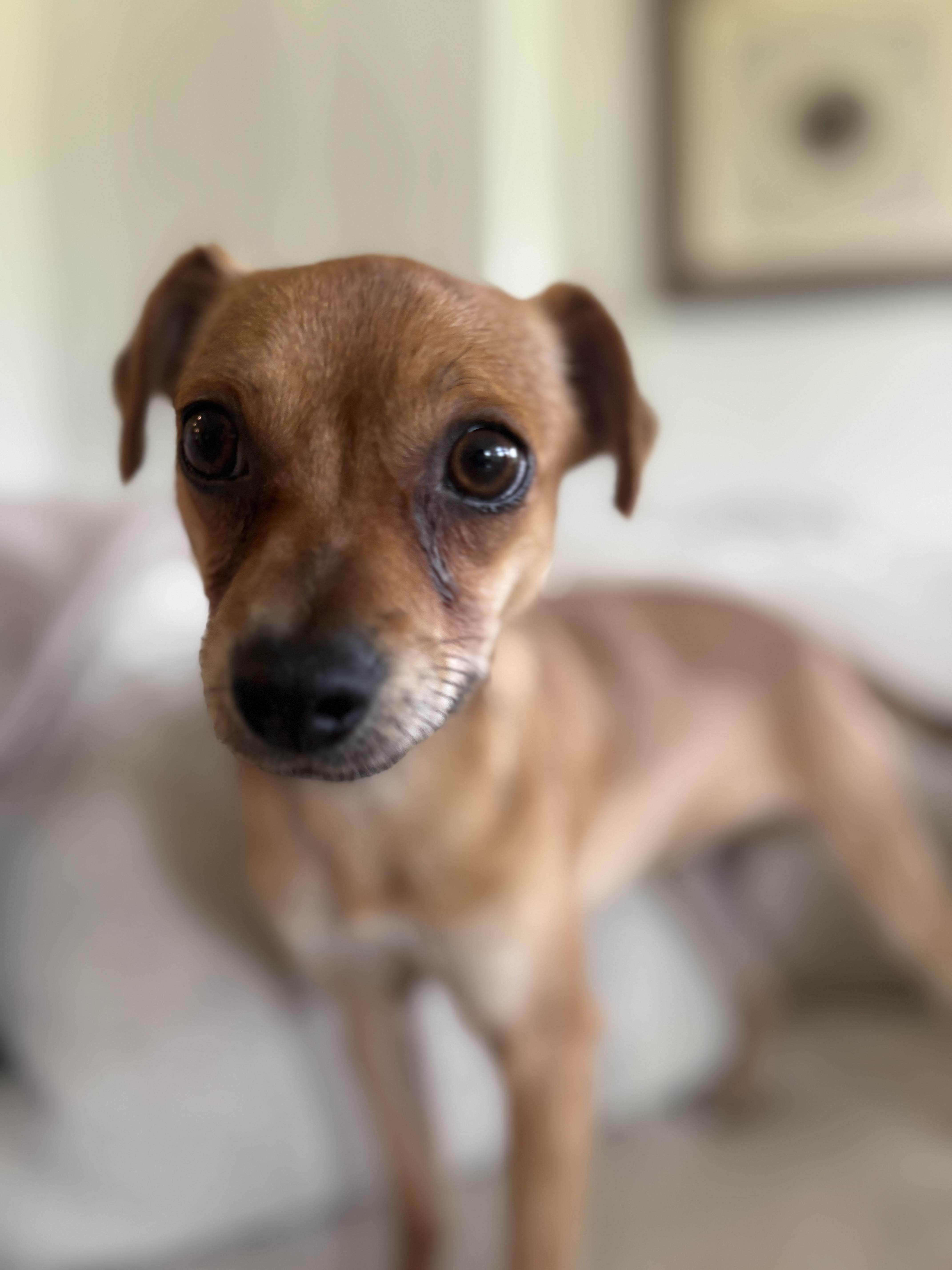 Enlarge Frankie, a Adoptable mixed breed in Gig Harbor, WA image 4/6