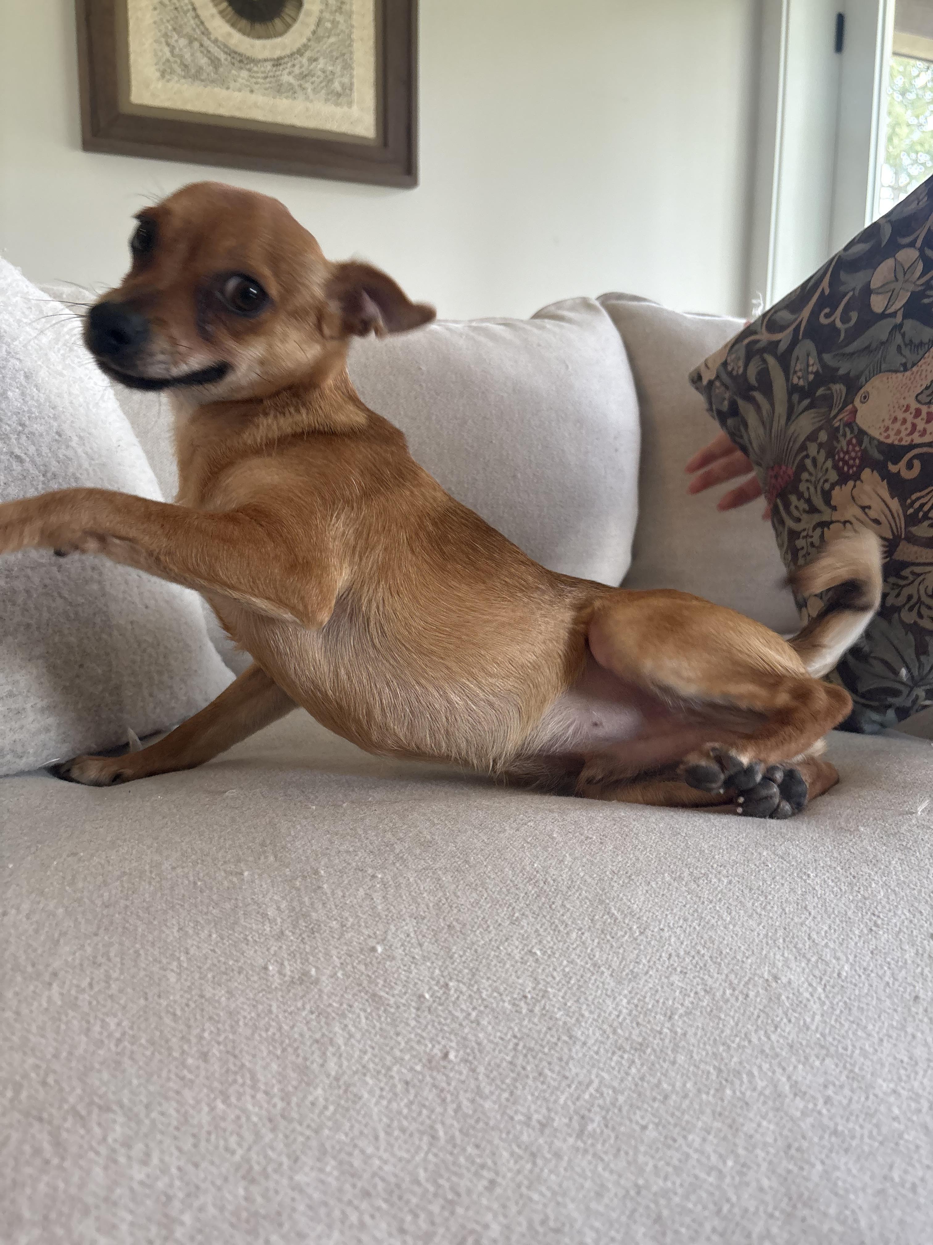 Enlarge Frankie, a Adoptable mixed breed in Gig Harbor, WA image 5/6