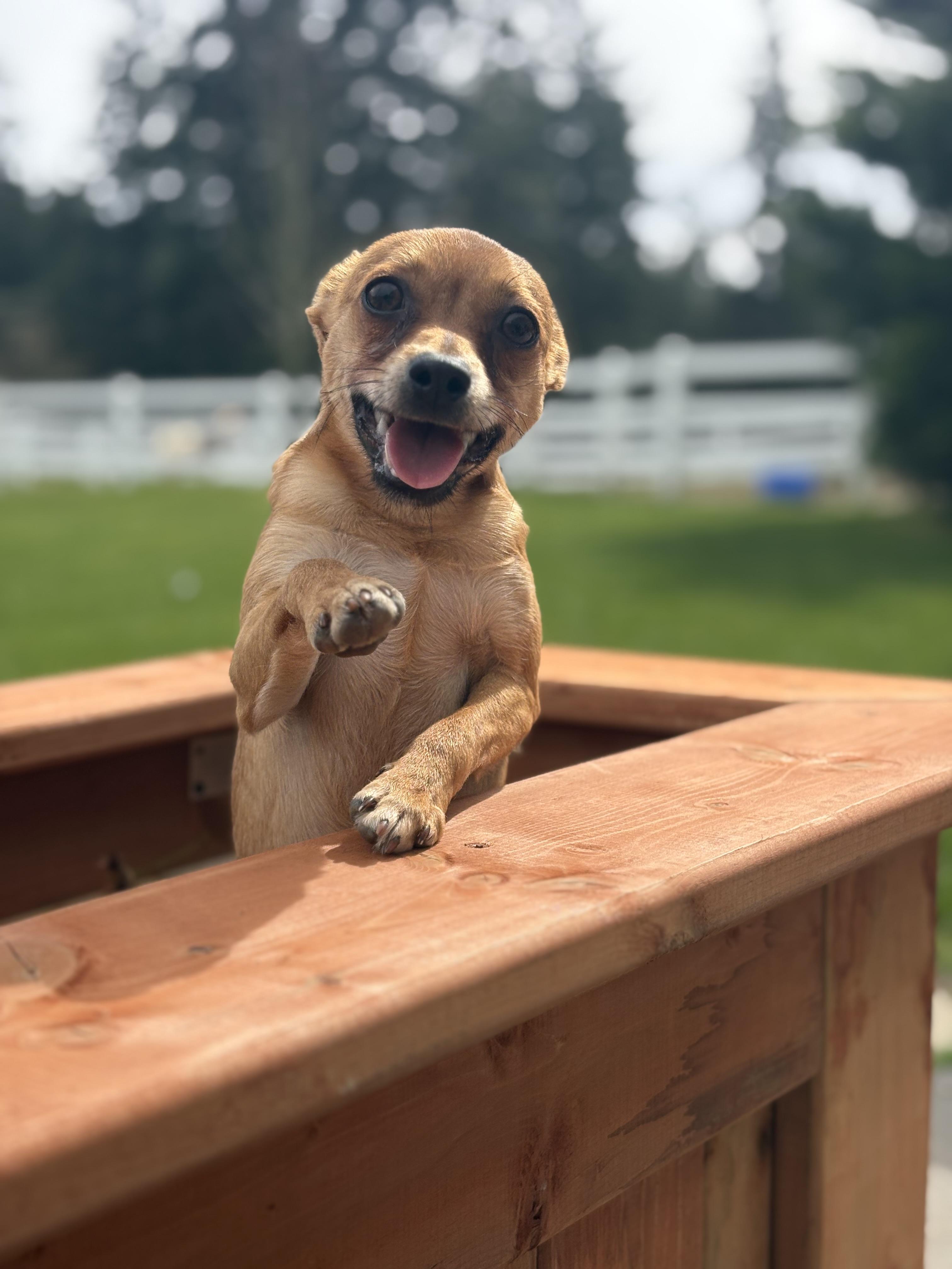 Enlarge Frankie, a Adoptable mixed breed in Gig Harbor, WA image 6/6