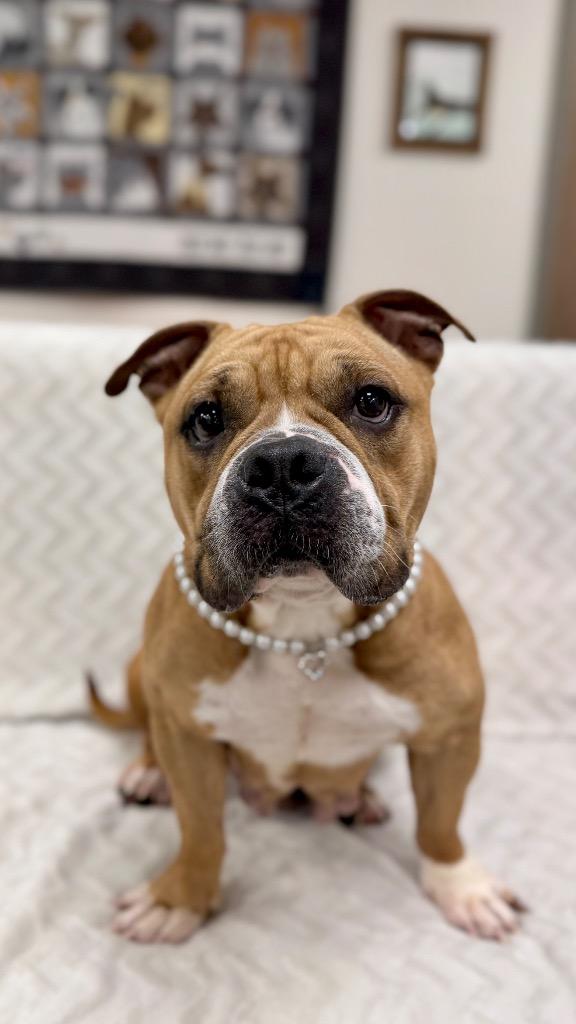 Enlarge Coco (Belle)  (Foster), a Adoptable American Bulldog in Muskegon, MI image 1/3