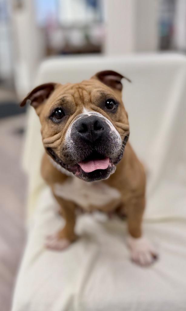 Enlarge Coco (Belle)  (Foster), a Adoptable American Bulldog in Muskegon, MI image 2/3