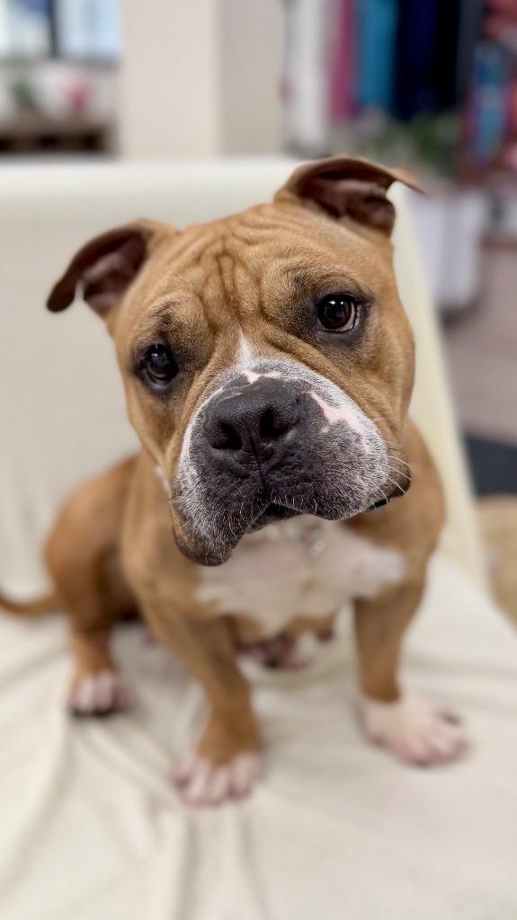 Enlarge Coco (Belle)  (Foster), a Adoptable American Bulldog in Muskegon, MI image 3/3