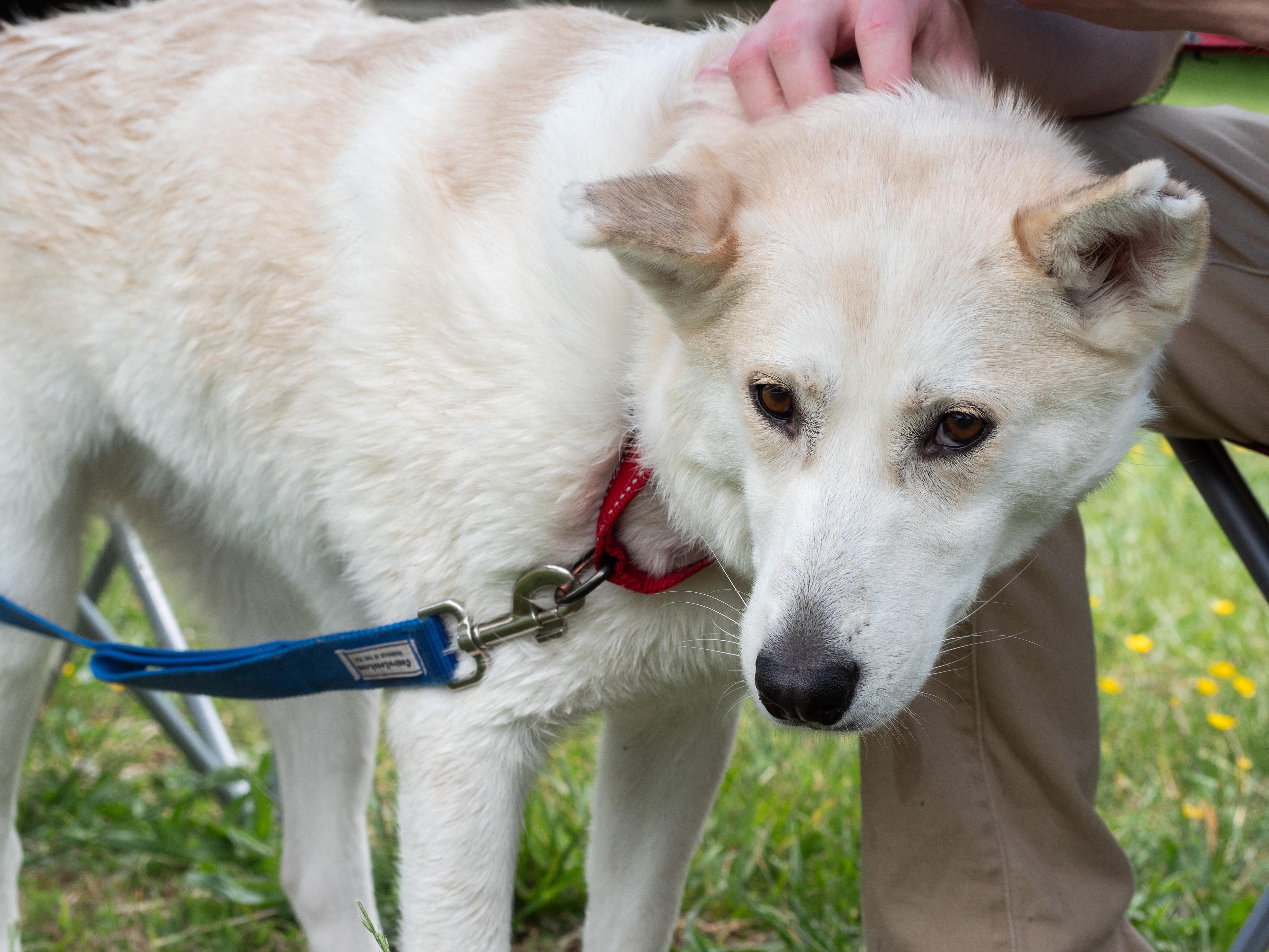 Enlarge Adira, a Adoptable mixed breed in Silver Spring, MD image 2/6