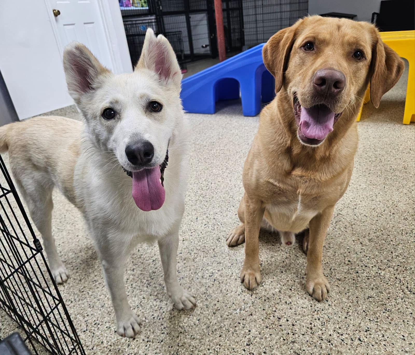 Enlarge Adira, a Adoptable mixed breed in Silver Spring, MD image 1/6
