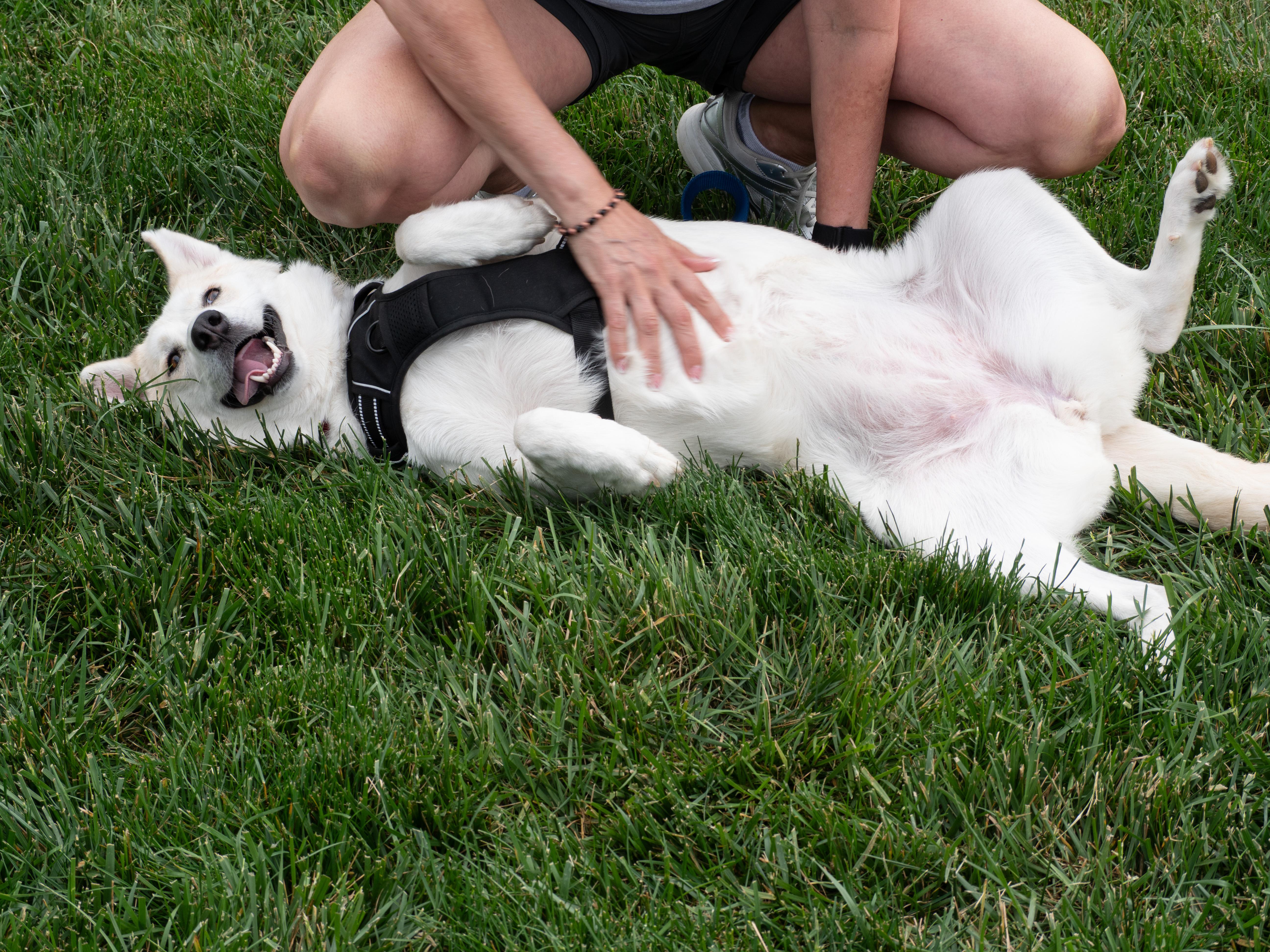 Enlarge Adira, a Adoptable mixed breed in Silver Spring, MD image 3/6