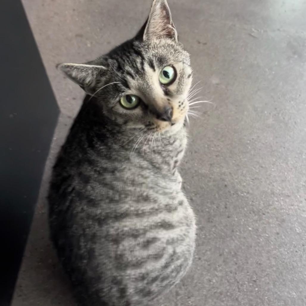Kitty Finley, a Adoptable Domestic Short Hair in Katy, TX image 2/3